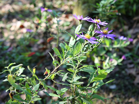 Aster microcephalus var. ovatus 'Hortensis'