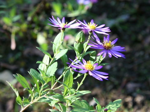 Aster microcephalus var. ovatus 'Hortensis'