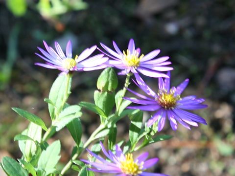 Aster microcephalus var. ovatus 'Hortensis'