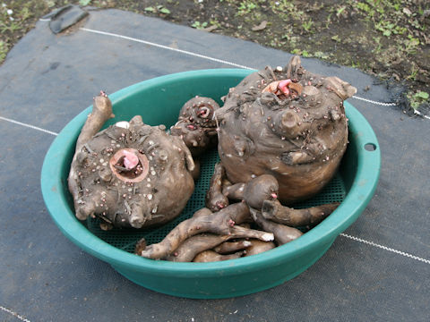 Amorphophallus rivieri