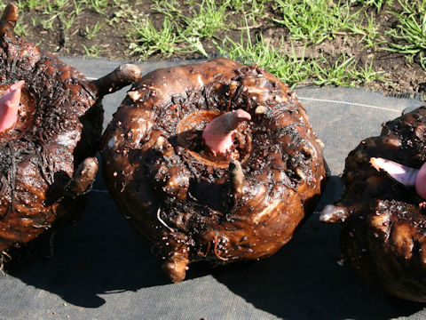 Amorphophallus rivieri