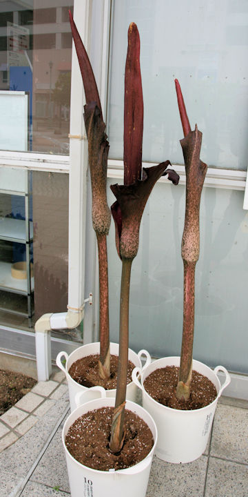 Amorphophallus rivieri