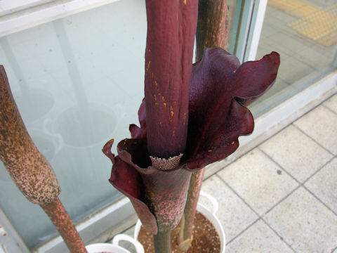 Amorphophallus rivieri