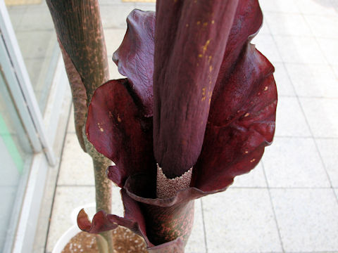 Amorphophallus rivieri