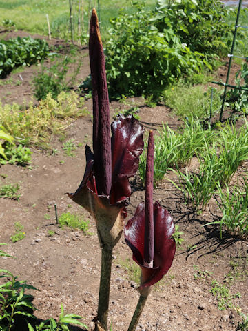 Amorphophallus rivieri