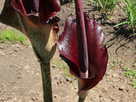 Amorphophallus rivieri