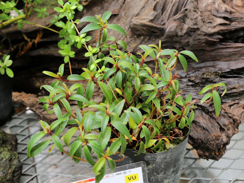 Tashiroea okinawensis