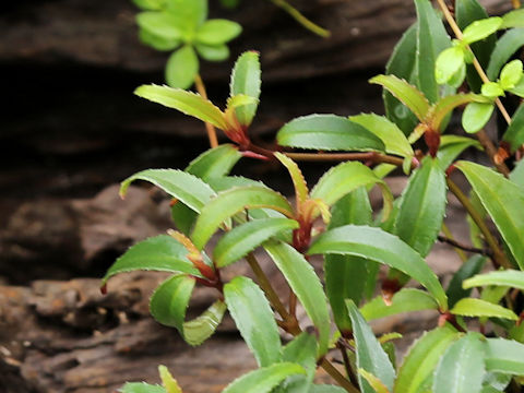 Tashiroea okinawensis