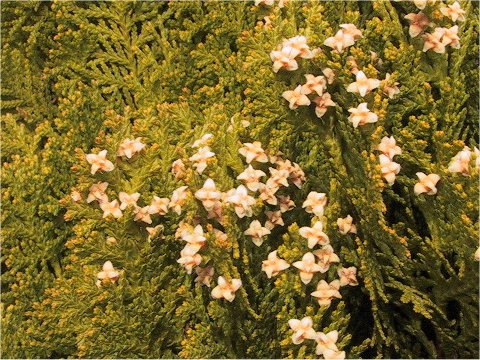 Thuja orientalis cv. Elegantissima Stricta