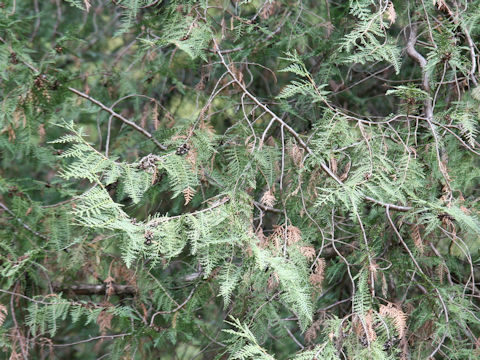 Thuja orientalis