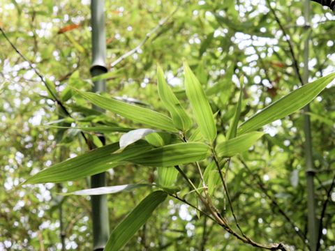 Phyllostachys bambusoides f. subvariegata