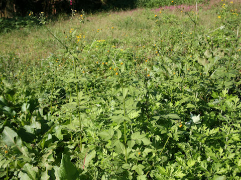 Bidens pilosa