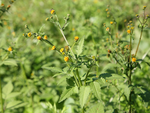 Bidens pilosa