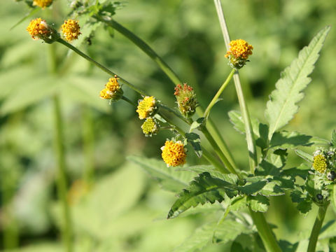 Bidens pilosa