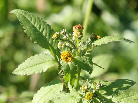 Bidens pilosa