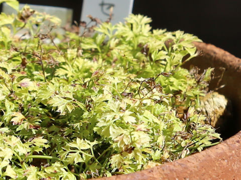 Coptis japonica var. japonica