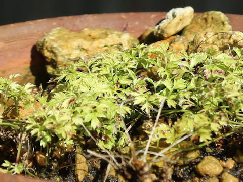 Coptis japonica var. japonica