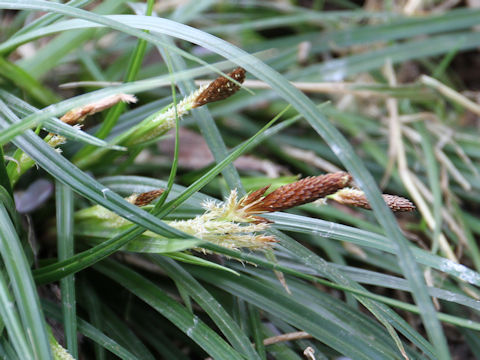 Carex stenostachys var. ikegamiana
