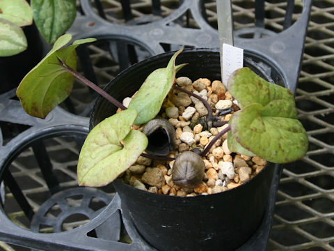 Asarum megacalyx