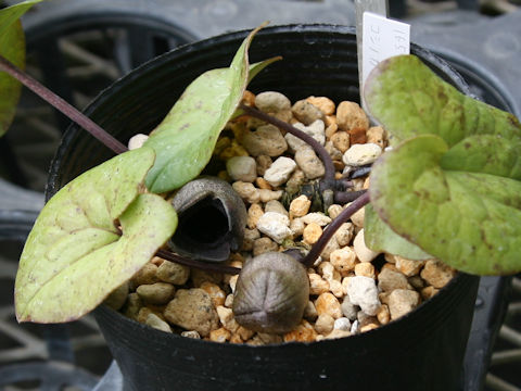 Asarum megacalyx