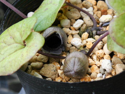 Asarum megacalyx