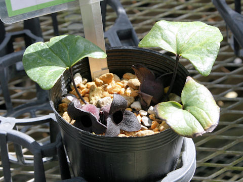 Asarum megacalyx