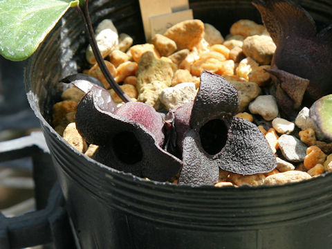 Asarum megacalyx