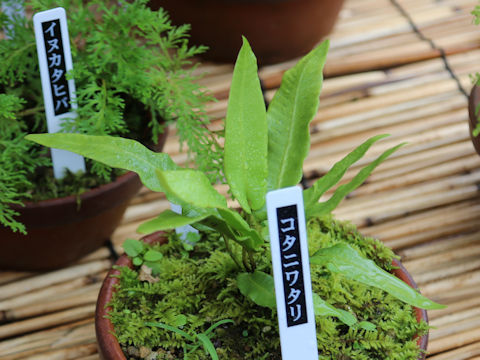 Asplenium scolopendrium