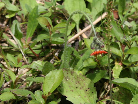 Hieracium aurantiacum