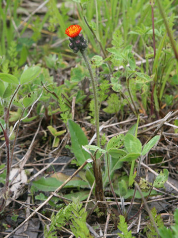 Hieracium aurantiacum