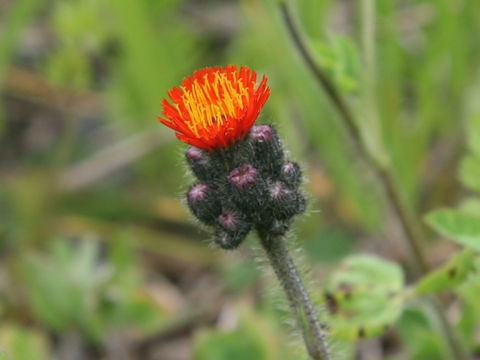 Hieracium aurantiacum