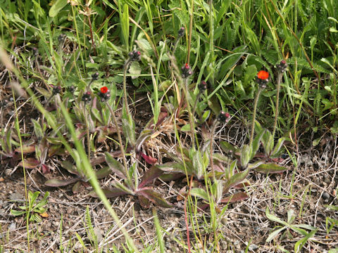 Hieracium aurantiacum