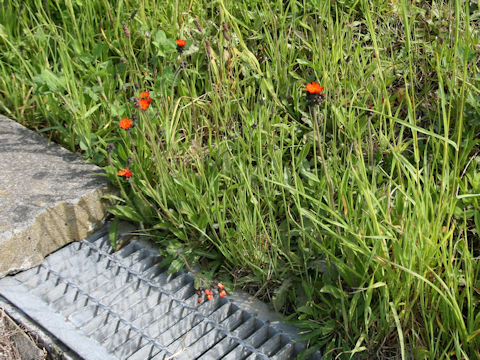 Hieracium aurantiacum