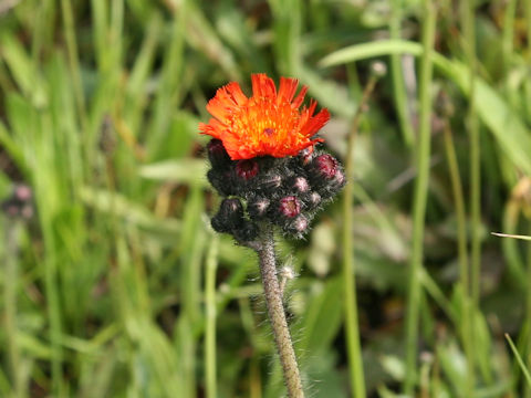 Hieracium aurantiacum