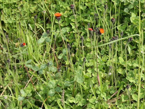 Hieracium aurantiacum