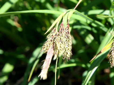 Carex doenitzii