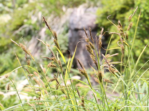 Carex doenitzii