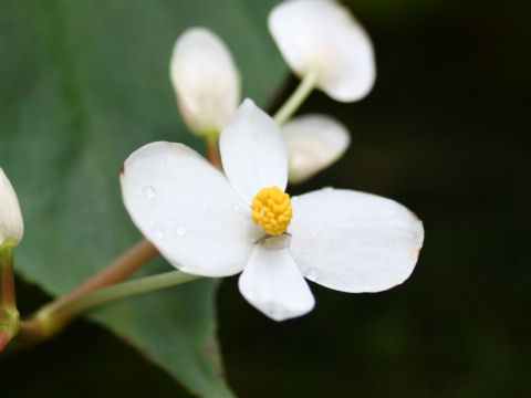 Begonia fenicis