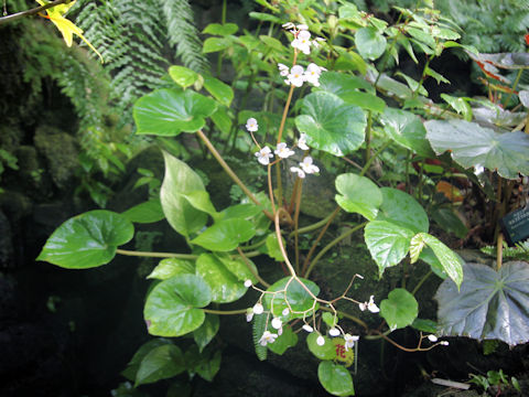 Begonia fenicis