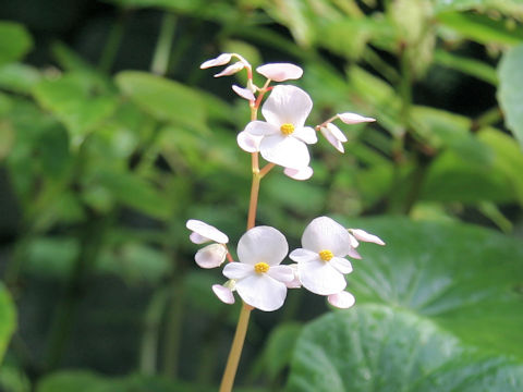 Begonia fenicis