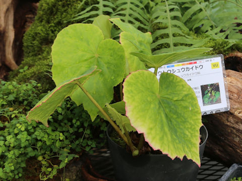 Begonia fenicis