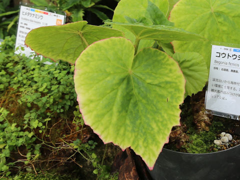 Begonia fenicis