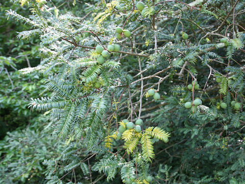 Torreya nucifera var. nucifera f. igaensis
