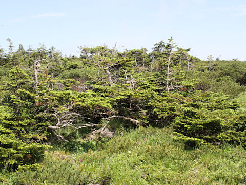 Tsuga diversifolia