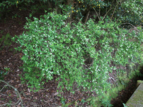 Abelia serrata