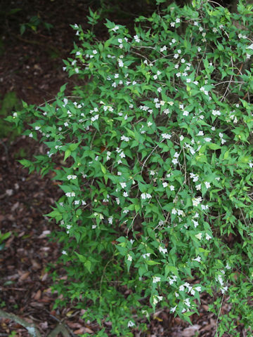 Abelia serrata