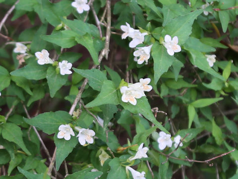 Abelia serrata