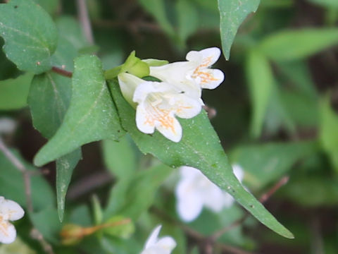 Abelia serrata