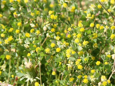 Trifolium dubium