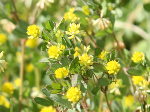 Trifolium dubium